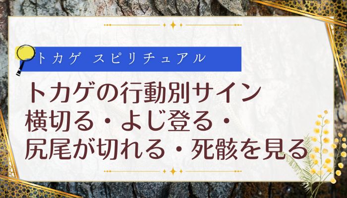 トカゲの行動別サイン：横切る・よじ登る・尻尾が切れる・死骸を見る